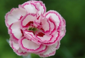 10.即使受伤,也必须回头微笑。即使您伤心欲绝,也必须转过身来,皱着眉头。即使您被抛弃,也必须强烈地说“您不值得”。