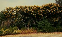 亲情小清新句子短句