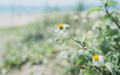 11.天才和天才之间的区别仅是“两个”。因此，人才非常精致，天才总是有些不同。