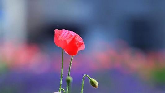 10.温暖的是春雨。温暖是脸上写的微笑；