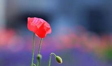 亲情有内涵的句子