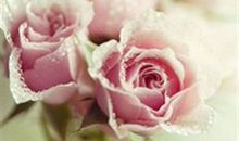 血脉关系亲情句子