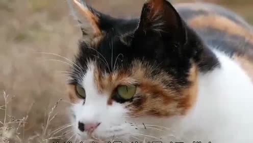 最后的两个应该在10个荒凉之后是相同的，最清楚的是抱怨。 －纳兰星德《罂粟花》