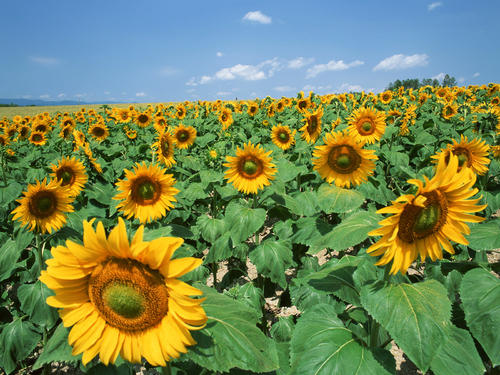 10.家是港口。如果您走的很远，您将自然返回。您居住的港口。家是要依靠的。当您累了时，您将躺下并沉入柔软的床中，并深深地喝醉。家是人类永恒的栖息地