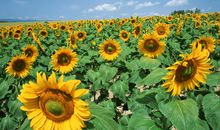 有关亲情哲理性句子