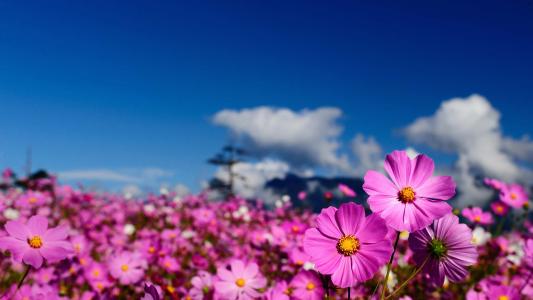 10.家庭感情就像一把吉他向后倾斜。感情越深，越能打动我们的心弦。