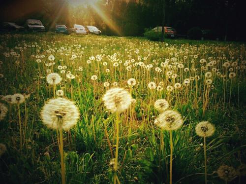 10.家庭感情具有奇妙的力量；家庭感情是一个永不褪色的话题。