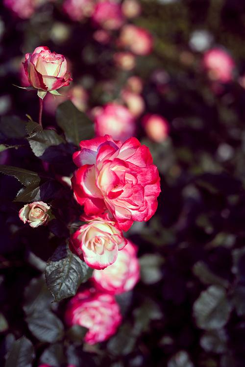 10.过去，开玩笑说你发生了什么。衣服已经洗了，但是针和线仍然无法忍受。尚香的老爱可怜的女仆，曾经把钱从梦里挣出来。真诚地知道每个人都有这种仇恨，可怜的夫妻很难过。