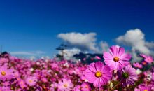 森系清新亲情的句子