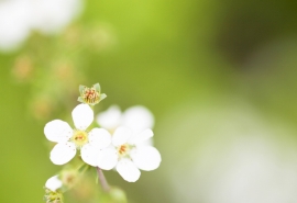 10.如果你是绿叶，家庭的感情给了我鼓励；