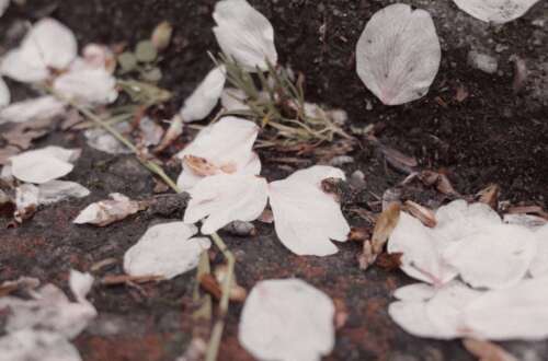 那些美丽的句子