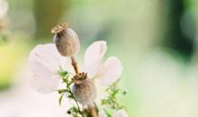 表达赞美亲情的句子