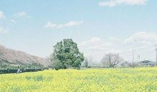 形容亲情永固的句子