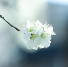 12.成为我最坚强的后盾，无论我做什么，我都将给予我极大的支持，给予我信心，并给予我继续前进的勇气。