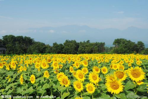 12.与其他人相比，我对家庭的感情真的很冷漠。当我参加高考时，我毫不犹豫地在离家很远的地方填写了一所野外学校，这样我就不必经常回家。待在家里会让我感到非常沮丧，所以我经常整整一个月不去上班。有时候，在其他地方演出时，我没有与家人联系超过一​​个月，所以他们自然不会与我联系。现在我不知道安全和归属感是什么，我感到生活如此艰难。