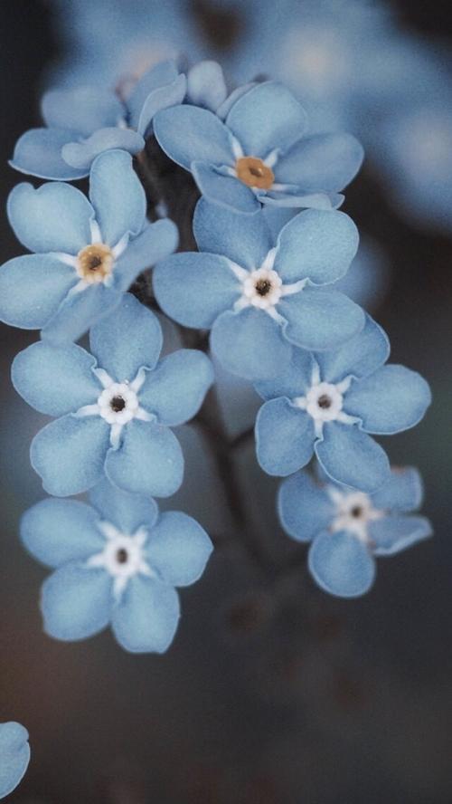 12.桃花是猩红色的温暖，粉红色是迷人的，像染成的胭脂，红色耀眼而美丽。萌芽的花蕾，有些自豪地站在树枝上，有些隐藏在树叶下，它们都耐心地等待着根部的养育和树叶的滋养，总是盼望成功的一天，它们似乎是一群胆小的人。小小的泵浦母亲害羞地互相拥抱，没有人会第一个微笑。半开着，像一个纯洁的女孩，用温柔的白手捧着脸。它盛开了，更动人了，她兴高采烈地向人们展示了美丽的笑容。