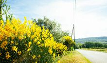 让亲情伤透心的句子