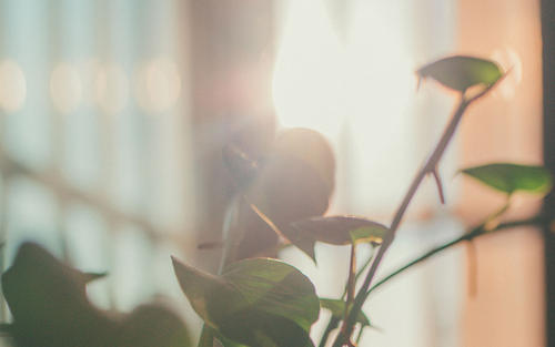 11.嘉光是指人们居住的地方，人们一直这样认为。居住地-这是字典中的解释。这种解释使我感到失望。家里只是一个冷房子吗？家是一个充满情感和幸福的词。