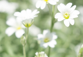 12.爱常常使人们充满希望，但完全失望。但是有时候，家庭之爱也是如此吗？只要你爱一个人，就会有希望和幻想，不可避免地会有失望和痛苦。痛苦伴随着喜悦，最深的爱是痛苦。