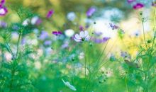 写浓浓的亲情的句子