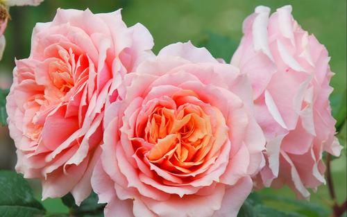 12.家庭是成长的摇篮。在她的照顾下,您可以长大。家庭是力量的来源。用她的浇水,您可以长大。