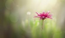 有关亲情句子经典语句