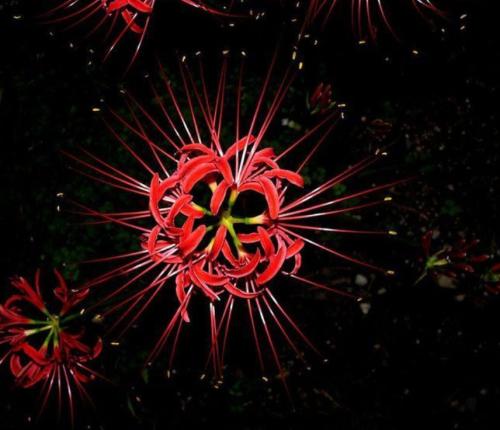 12.我只是想给自己的心情一个假期，即使我的生活变得寂寞而平淡。但是至少没有必要一次又一次地失望！