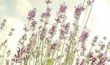 形容亲情关怀的句子