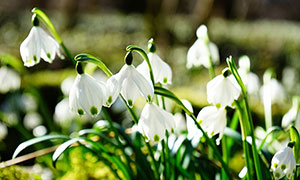 10.做一个快乐的人，以至于别人见到你时会变得快乐。