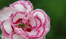 割不断的血缘亲情关系句子