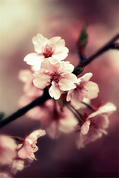 12.家庭感情是一个普通的词，但是它超越了时间和空间，编织着生命的美丽彩虹。