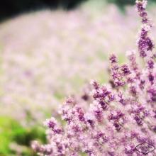 11.家庭之情是一缕灿烂灿烂的春天，在艰难的生活中，它将带给您光明与温暖。