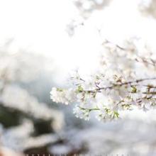 10.家庭情感是一朵永不褪色的玫瑰，在漫长的人生历程中带给您温暖和美丽。