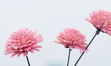 减肥成功开心的句子