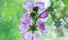 中国古文中关于亲情的句子