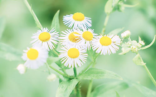 12.在家庭的强烈关爱下，年轻人的生活从第一次的大哭变成了第一次独自行走。第一句话是爸爸妈妈长成英俊的少年和年轻女孩。生命之花深情。给下一个浇水真是太美了。