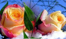 抒发浓浓亲情的句子