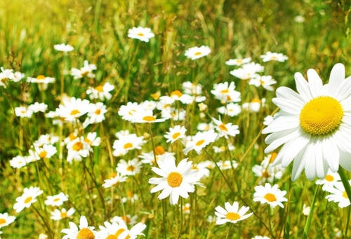 11.因为只要你活着，一切都会有希望，只要你活着，你就会看到阳光