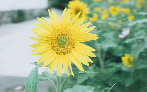 11.有人说：左鞋带松动，这表示我想念你，右鞋带松动，这表示你想念我！我将左鞋带绑紧并松开了右鞋带，但左鞋带仍然松动。我不禁想念你！