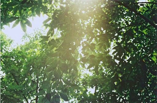 11.世界上最美丽的声音之一就是母亲的呼唤。