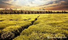 长大后才发现亲情句子