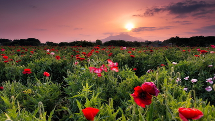 12.愿您的家人和谐相处，过上幸福的生活。