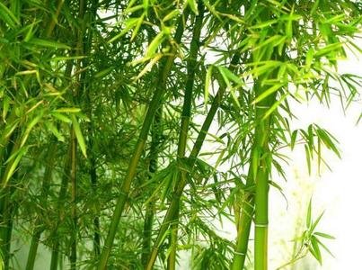 形容竹子的单词和句子