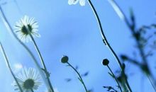 唯一不变的亲情的句子