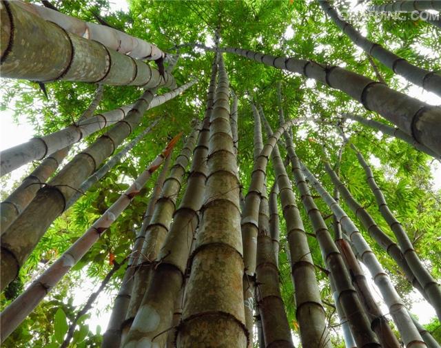 词和句子描述bamboo 2