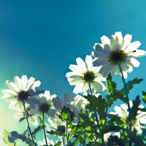 10.在曾经失落的心中，是你使我摆脱了孤独。