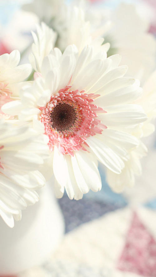 12.家庭感情是力量的来源。用她的浇水，您可以长大。