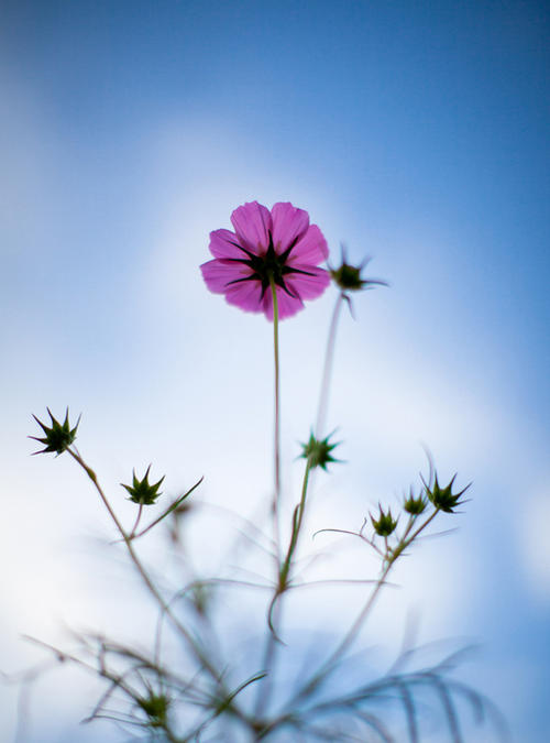 11.家庭感情是成长的摇篮。只有她的抚养，您才能健康成长。