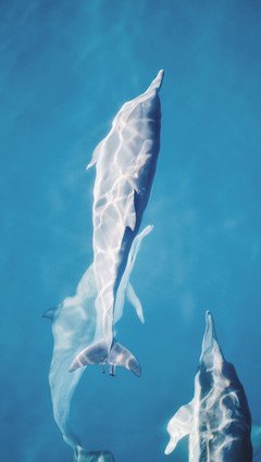 9.新年快到了，我想向你问好；我很健康，而且心情特别好；每天都有好运，味道可口。家里有黄金，墙上有很多钞票。