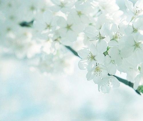 10.您不愿意种花。您说，我不想看到它，它会逐渐消失。是的，为了避免结束，请避免开始。